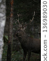 森林裡站著一頭雄鹿 136989030