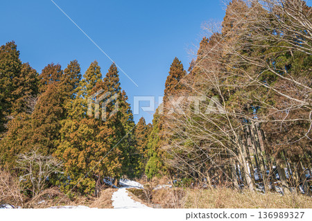 Mountain forest scenery of Lake Biwa in the back, Nagahara, Nagahama City, Shiga Prefecture Mountain forest scenery of Lake Biwa in the back, Nagahara, Nagahama City, Shiga Prefecture 136989327