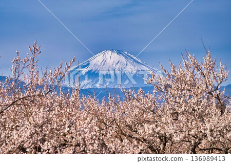 Early-blooming white plum blossoms and Mt. Fuji Early-blooming white plum blossoms and Mt. Fuji 136989413