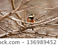 A varied tit perched on a leafless tree branch 136989452