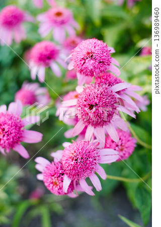 Decorative Echinacea Razmatazz in garden light 136989460