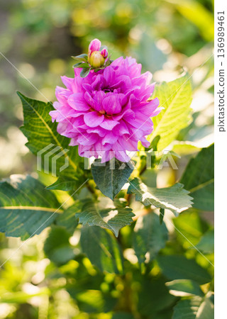 Purple Dahlia Karma Lagoon in full bloom in summer garden Purple Dahlia Karma Lagoon in full bloom in summer garden 136989461