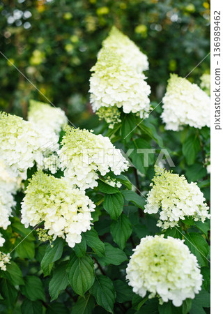 White Polar Bear Hydrangea in full bloom White Polar Bear Hydrangea in full bloom 136989462