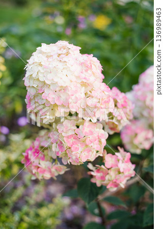 Blushing hydrangea Framboisine cone with delicate petals Blushing hydrangea Framboisine cone with delicate petals 136989463