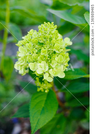 Light Green Bonfaire Hydrangea Beginning to Bloom Light Green Bonfaire Hydrangea Beginning to Bloom 136989465
