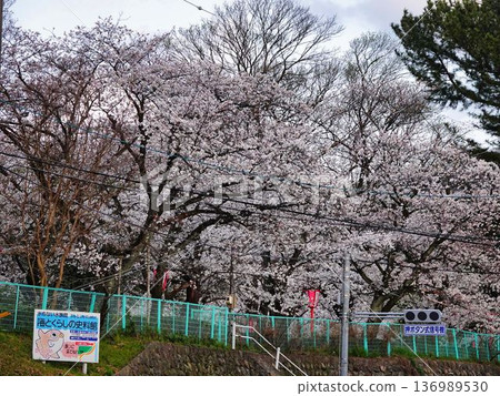 Cherry tree in full bloom Cherry tree in full bloom 136989530