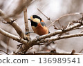 Varied tit perched on a branch 136989541