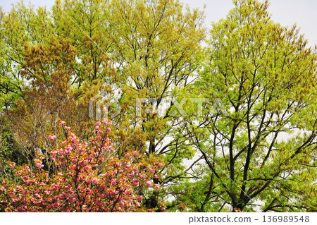 愛知健康森林公園的重瓣櫻花盛開 愛知健康森林公園的重瓣櫻花盛開 136989548