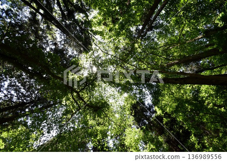 A beautiful and refreshing scene in the early summer forest, with fresh green trees stretching towards the blue sky and sunlight filtering through the leaves and branches. A beautiful and refreshing scene in the early summer forest, with fresh green trees stretching towards the blue sky and sunlight filtering through the leaves and branches. 136989556