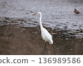 A great egret 136989586