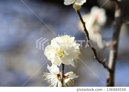 White plum blossoms blooming in a winter park White plum blossoms blooming in a winter park 136989588