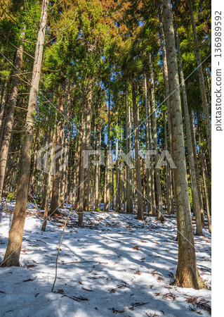 Snow-covered coniferous forests at the back of Lake Biwa, Nagahara, Nagahama City, Shiga Prefecture 136989592