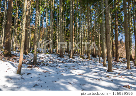 滋賀縣長濱市長原町琵琶湖後方的積雪覆蓋的針葉林 136989596