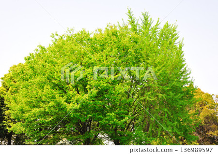 愛知健康森林公園的清新綠意 136989597