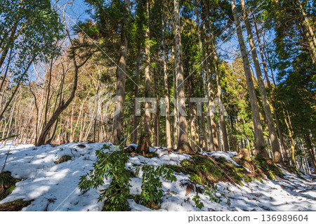 Snow-covered coniferous forests at the back of Lake Biwa, Nagahara, Nagahama City, Shiga Prefecture 136989604