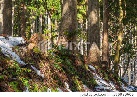 Snow-covered coniferous forests at the back of Lake Biwa, Nagahara, Nagahama City, Shiga Prefecture Snow-covered coniferous forests at the back of Lake Biwa, Nagahara, Nagahama City, Shiga Prefecture 136989606