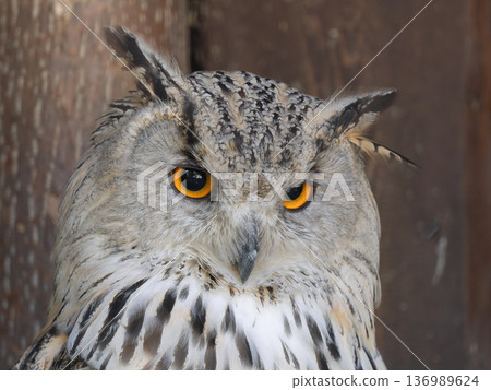 majestic portrait of Siberian owl its natural habitat in daylight. majestic portrait of Siberian owl its natural habitat in daylight. 136989624