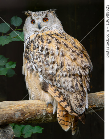 majestic portrait of Siberian owl its natural habitat in daylight. 136989625