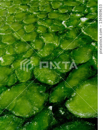 Green ice formations create a stunning texture on a frozen body of water during winter Green ice formations create a stunning texture on a frozen body of water during winter 136989633