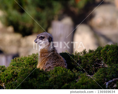 Meerkat observing surroundings from a bush in a natural habitat during daylight 136989634