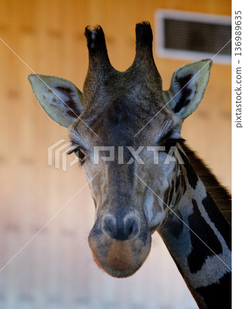 Close up of a giraffe at the zoo on a sunny day 136989635