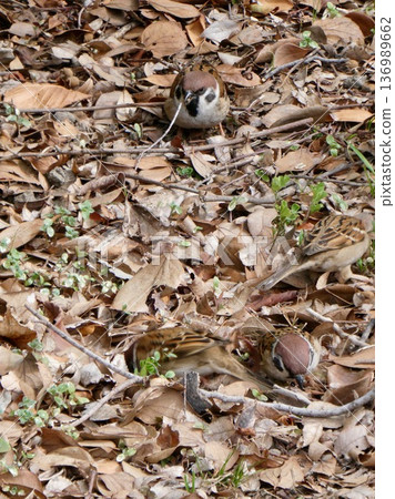 Eating on a carpet of dead leaves Eating on a carpet of dead leaves 136989662