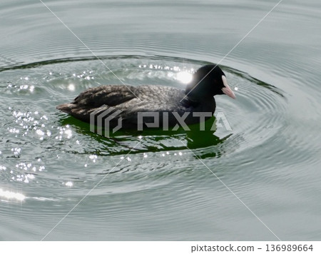 A black shadow on the shining water surface A black shadow on the shining water surface 136989664