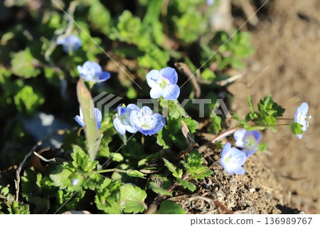 Small light blue flowers of the Veronica persica blooming on the roadside in winter Small light blue flowers of the Veronica persica blooming on the roadside in winter 136989767