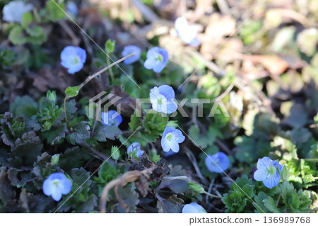 冬季路邊盛開的波斯婆婆納(Veronica persica)小花,呈現淺藍色。 冬季路邊盛開的波斯婆婆納(Veronica persica)小花,呈現淺藍色。 136989768