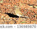 A female Blue-and-white flycatcher walking on the ground 136989870