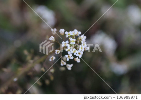 Small white shepherd's purse flowers blooming in a winter field Small white shepherd's purse flowers blooming in a winter field 136989971