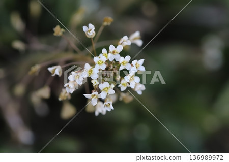 Small white shepherd's purse flowers blooming in a winter field Small white shepherd's purse flowers blooming in a winter field 136989972