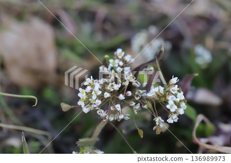 Small white shepherd's purse flowers blooming in a winter field 136989973