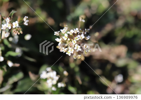Small white shepherd's purse flowers blooming in a winter field Small white shepherd's purse flowers blooming in a winter field 136989976