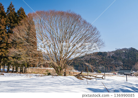 Winter-withered large tree, Nagahara, Nagahama City, Shiga Prefecture 136990085