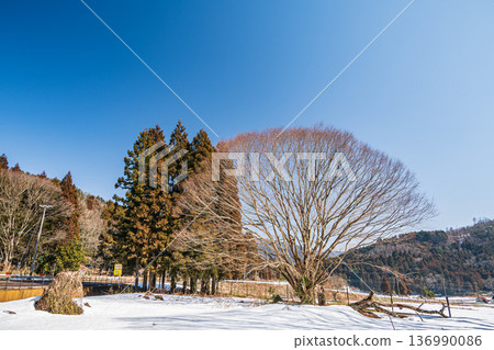 Winter-withered large tree, Nagahara, Nagahama City, Shiga Prefecture 136990086