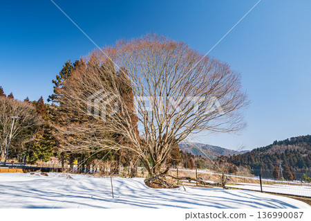 Winter-withered large tree, Nagahara, Nagahama City, Shiga Prefecture 136990087
