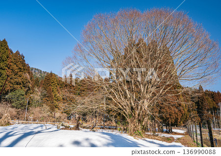 Winter-withered large tree, Nagahara, Nagahama City, Shiga Prefecture 136990088