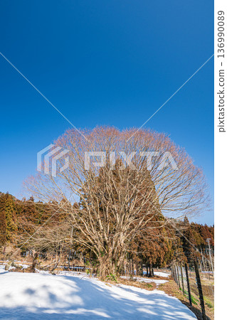 Winter-withered large tree, Nagahara, Nagahama City, Shiga Prefecture 136990089