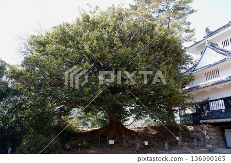 愛知縣豐橋市豐橋公園內的 Distylium racemosum 愛知縣豐橋市豐橋公園內的 Distylium racemosum 136990165