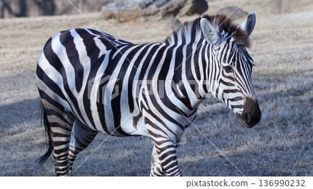 景觀與斑馬 景觀與斑馬 136990232