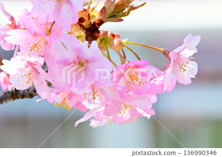 Kawazu cherry blossoms with beautiful pink petals 136990346