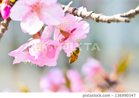 Beautiful Kawazu cherry blossoms and honeybees sucking nectar 136990347