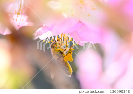 Beautiful Kawazu cherry blossoms and honeybees sucking nectar Beautiful Kawazu cherry blossoms and honeybees sucking nectar 136990348