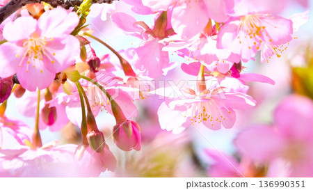 Kawazu cherry blossoms with beautiful pink petals Kawazu cherry blossoms with beautiful pink petals 136990351