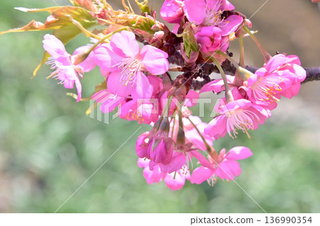 Kawazu cherry blossoms with beautiful pink petals Kawazu cherry blossoms with beautiful pink petals 136990354