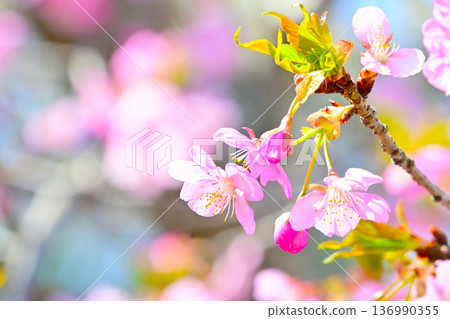 Kawazu cherry blossoms with beautiful pink petals Kawazu cherry blossoms with beautiful pink petals 136990355
