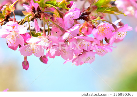 Kawazu cherry blossoms with beautiful pink petals Kawazu cherry blossoms with beautiful pink petals 136990363