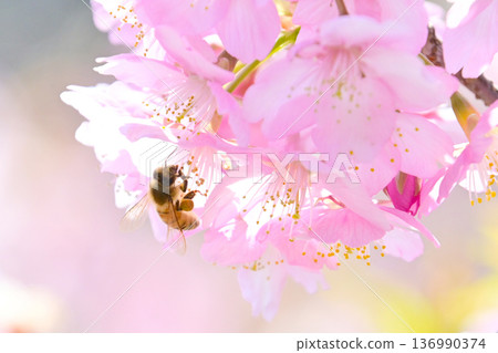 Beautiful Kawazu cherry blossoms and honeybees sucking nectar 136990374