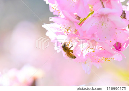 Beautiful Kawazu cherry blossoms and honeybees sucking nectar Beautiful Kawazu cherry blossoms and honeybees sucking nectar 136990375